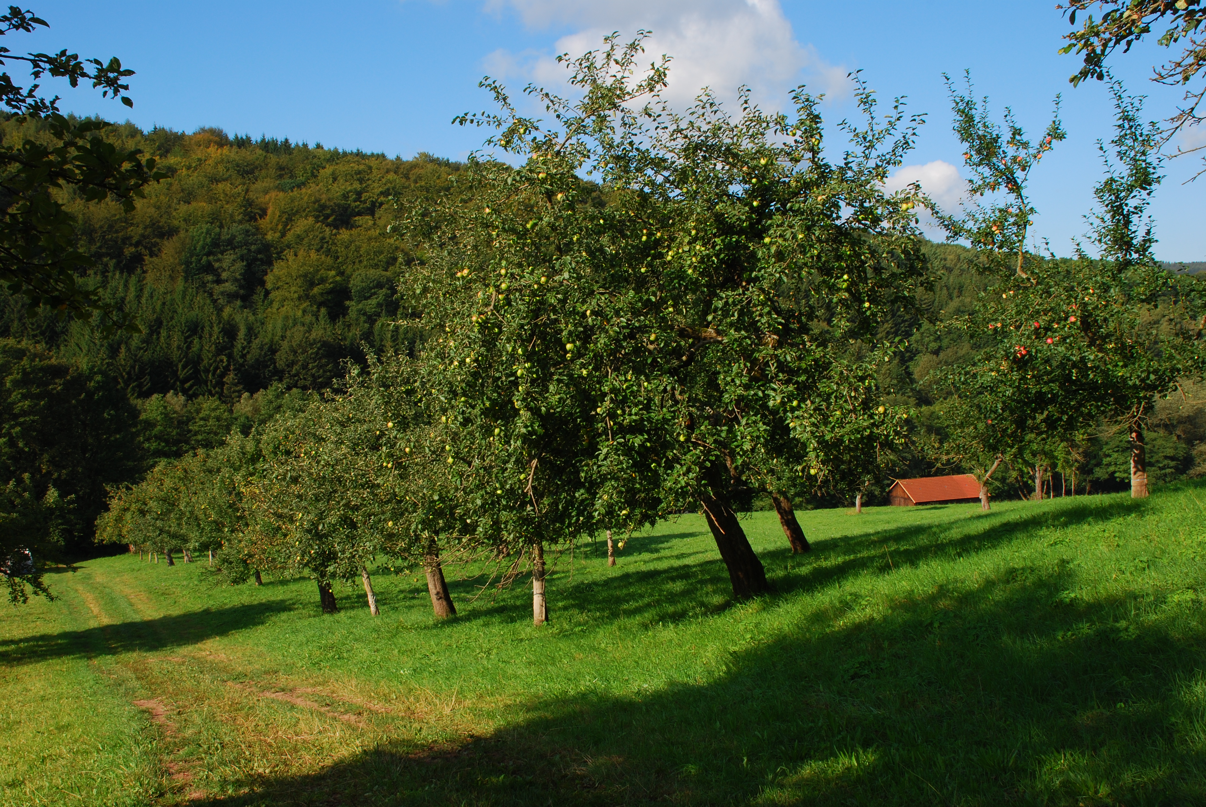 Durch das Schwarze Moor