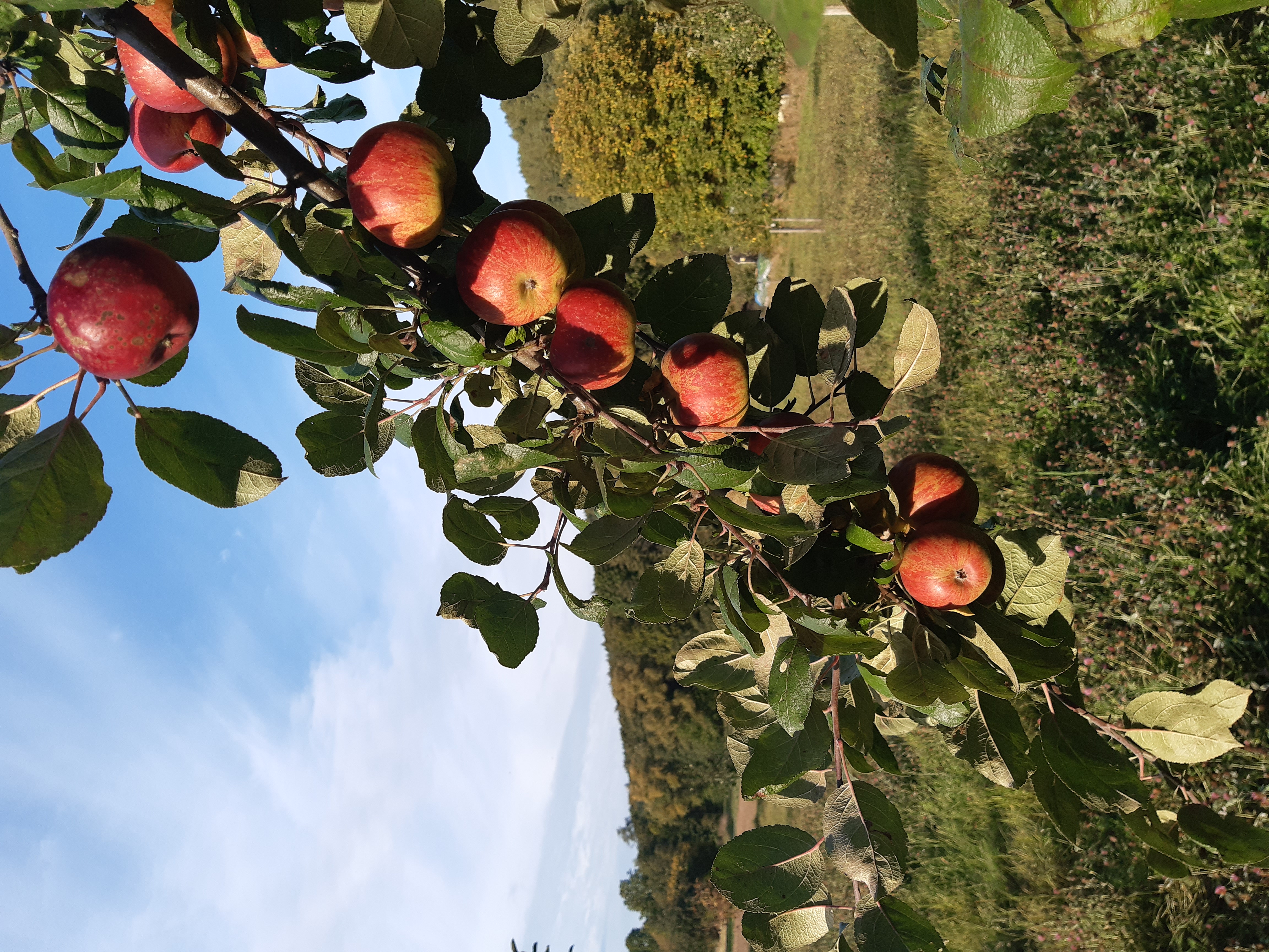 Entdeckungstour Streuobstwiese mit Verkostung